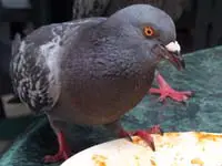 pigeons-plus02