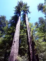 redwood2